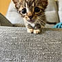 Oliver joined the competition — help win amazing prizes! kitten, cat, pet, cute, curious, whiskers, indoor, sofa, gray, closeup, young, animal, feline, small, ears, paws, fur, living_room, domestic, playful