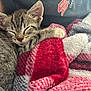 kitten, sleeping, tabby, cat, paw, blanket, red, white, cozy, fur, pet, resting, cute, animal, indoor, soft, comfort, human, clothing, relaxation