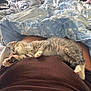 kitten, sleeping, lap, blanket, floral_pattern, striped_fur, cozy, indoor, resting, fur, pet, animal, cute, soft, relaxing, warm, comfort, home, paws, peaceful