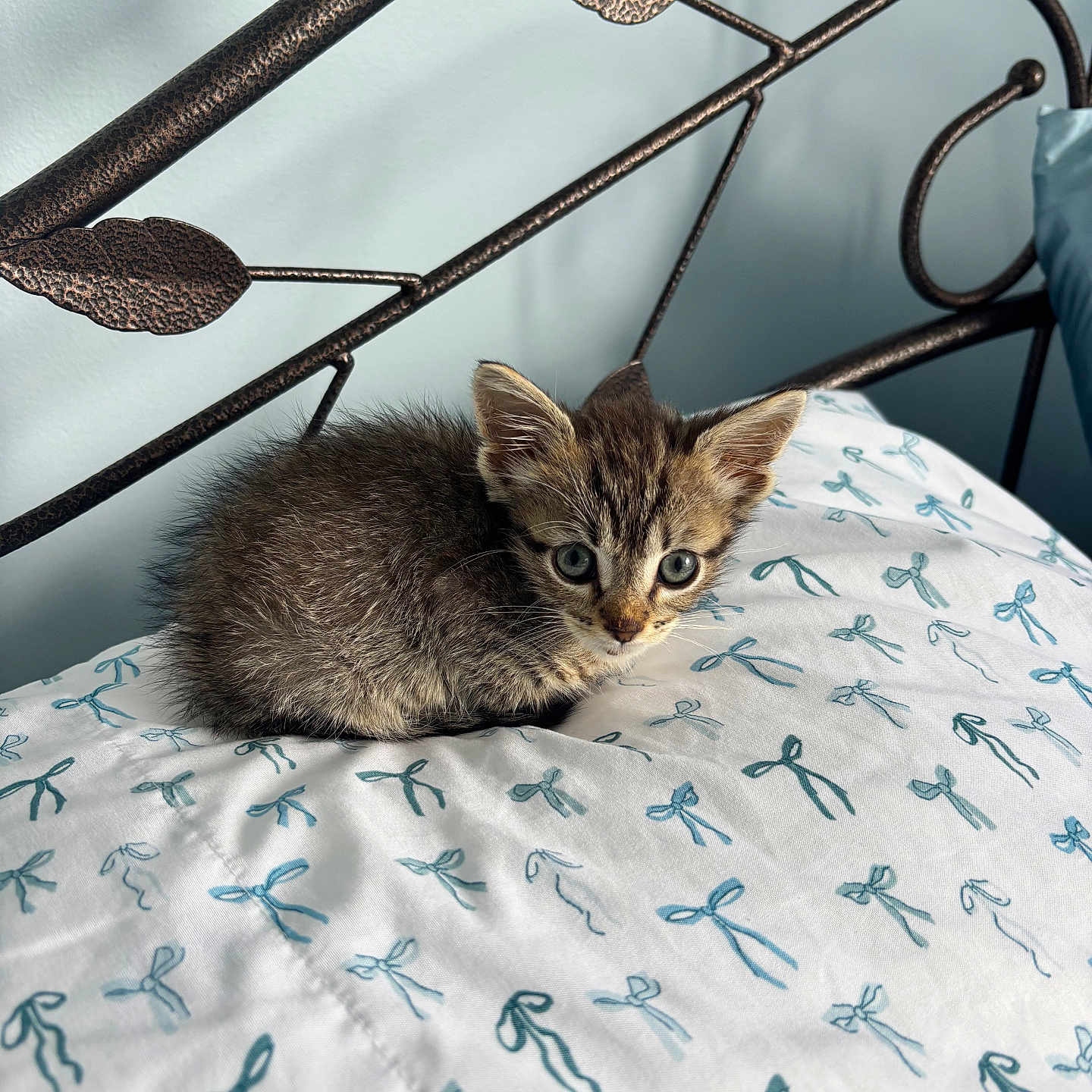 Oliver joined the competition — help win amazing prizes! animal, bed, bedspread, blue, cat, curious, cute, ears, fur, furniture, headboard, indoor, kitten, metal, pattern, pet, resting, small, whiskers, white