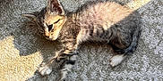 Oliver joined the competition — help win amazing prizes! kitten, cat, tabby, pet, animal, sleeping, carpet, sunlight, indoor, cute, feline, young, resting, fluffy, small, striped, cozy, relaxed, paw, whiskers