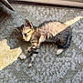 kitten, cat, tabby, pet, animal, sleeping, carpet, sunlight, indoor, cute, feline, young, resting, fluffy, small, striped, cozy, relaxed, paw, whiskers