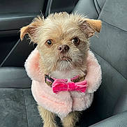 Pawpi is registered to the contest to win money with this photo: dog, small_dog, pink_coat, bow_tie, car_seat, leather_seat, pet, cute, fur, animal, portrait, indoor, serious_expression, fluffy, accessory, adorable, sitting, companion, close_up, mammal