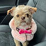 dog, small_dog, pink_coat, bow_tie, car_seat, leather_seat, pet, cute, fur, animal, portrait, indoor, serious_expression, fluffy, accessory, adorable, sitting, companion, close_up, mammal