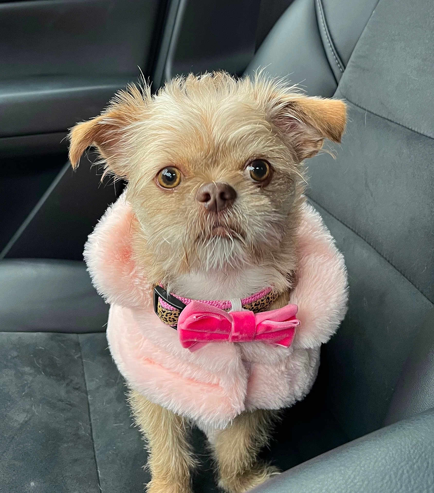 Pawpi is registered to the contest to win money with this photo: dog, small_dog, pink_coat, bow_tie, car_seat, leather_seat, pet, cute, fur, animal, portrait, indoor, serious_expression, fluffy, accessory, adorable, sitting, companion, close_up, mammal