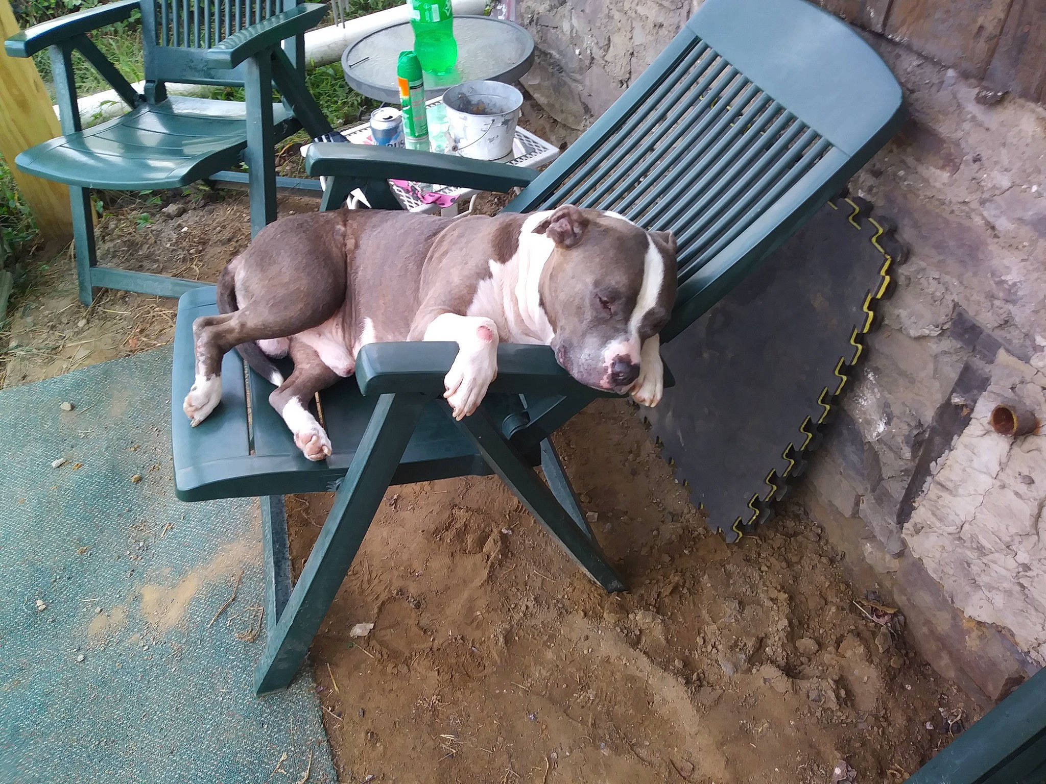 Tye joined the competition — help win amazing prizes! armrest, canidae, carnivore, chair, companion_dog, dog, dog_breed, fawn, folding_chair, gas, grass, leisure, outdoor_bench, outdoor_furniture, outdoor_table, pet_supply, sitting, sporting_group, wood, working_animal