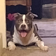 Tye is registered to the contest to win money with this photo: dog, indoor, carpet, tongue_out, pet, animal, floor, furniture, resting, happy, brown, white, ears, mouth_open, household, living_room, blur, domestic_animal, canine, laying_down