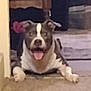 dog, indoor, carpet, tongue_out, pet, animal, floor, furniture, resting, happy, brown, white, ears, mouth_open, household, living_room, blur, domestic_animal, canine, laying_down