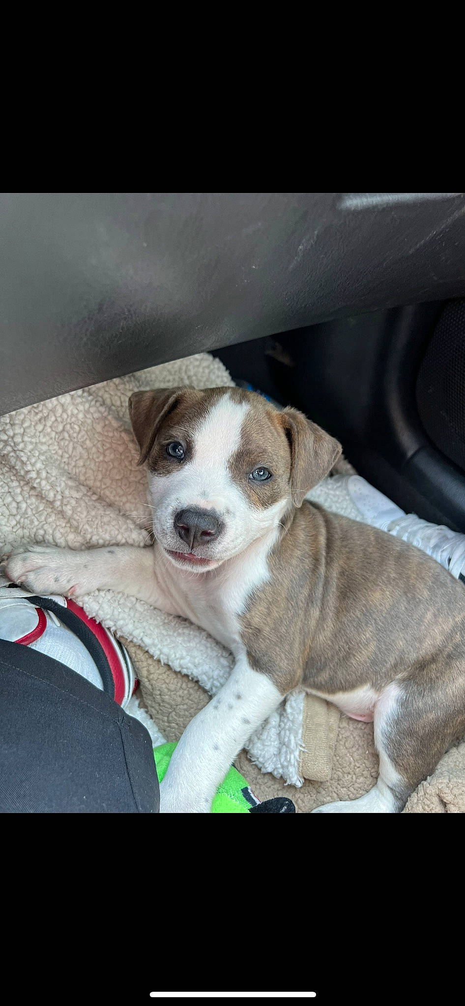 Dre is registered to the contest to win money with this photo: canidae, carnivore, collar, companion_dog, dog, dog_breed, fur, recipe, sporting_group, whiskers