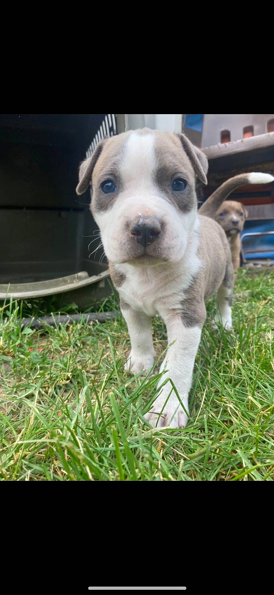 Dre joined the competition — help win amazing prizes! canidae, carnivore, collar, companion_dog, dog, dog_breed, eye, fawn, grass, non_sporting_group, puppy, sporting_group, street_dog, terrestrial_animal, whiskers, working_animal