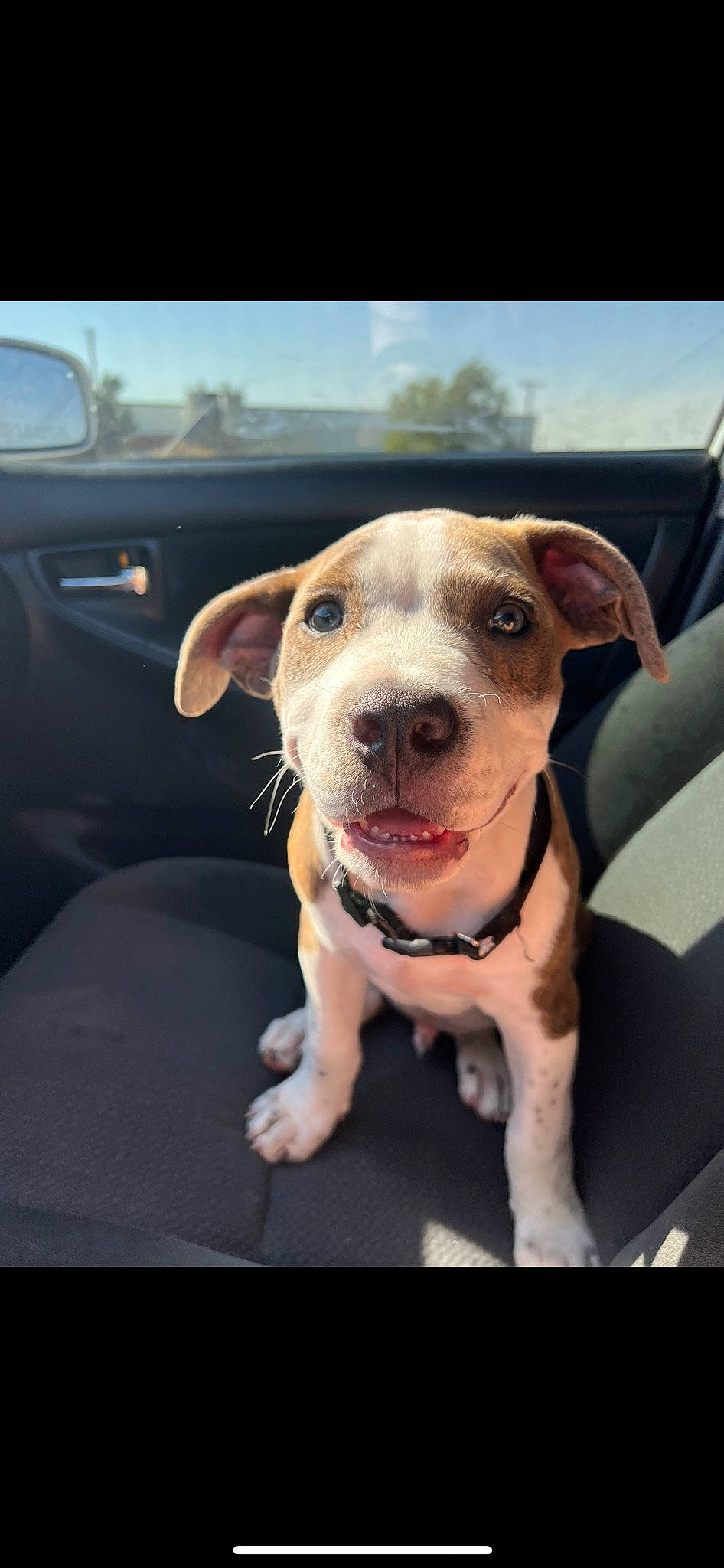 Dre joined the competition — help win amazing prizes! automotive_lighting, canidae, car, carnivore, collar, companion_dog, dog, dog_breed, dog_collar, fawn, leash, pet_supply, sky, sporting_group, vehicle, vehicle_door, whiskers, window, windshield, working_animal