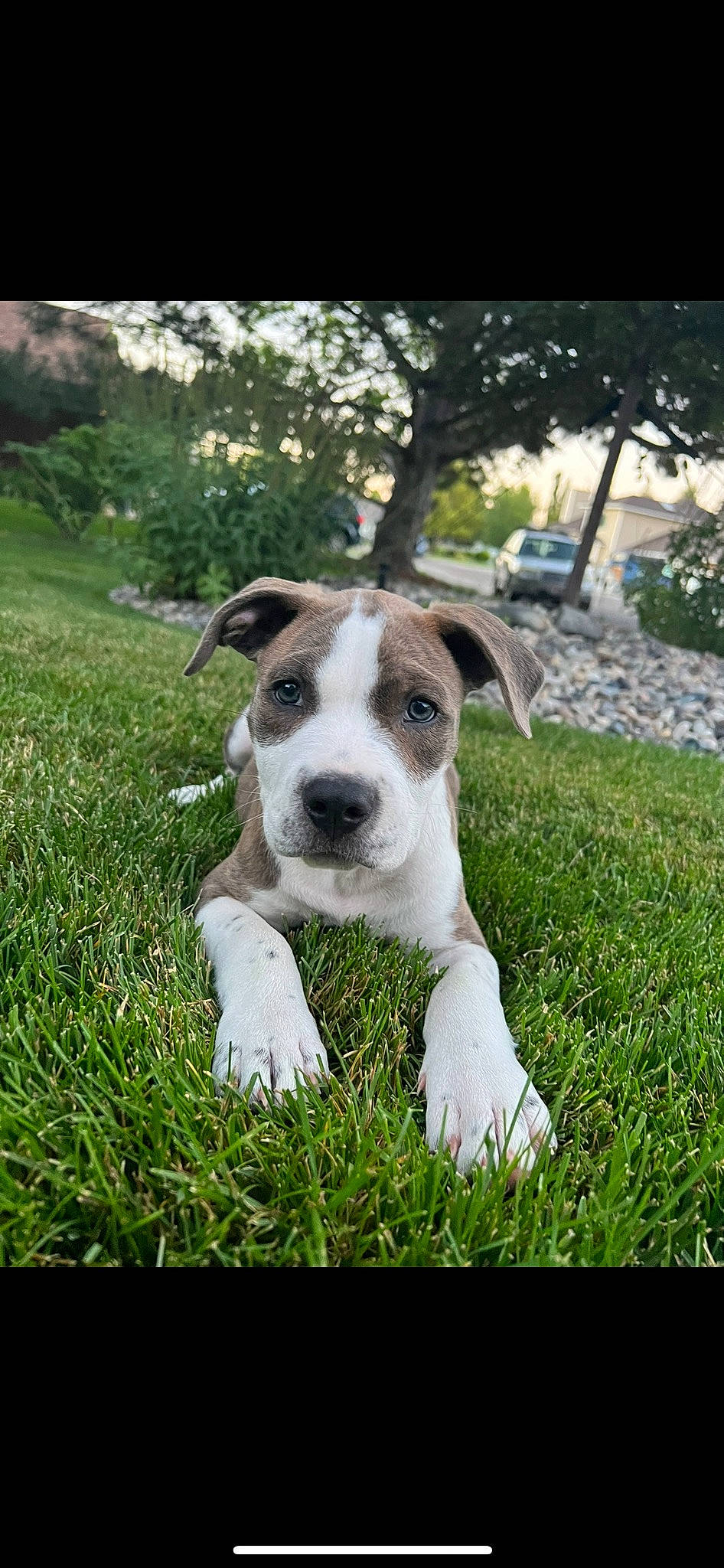 Dre is registered to the contest to win money with this photo: carnivore, companion_dog, dog, dog_breed, grass, grassland, groundcover, non_sporting_group, plant, terrestrial_animal, tree, working_animal