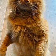 Brody joined the competition — help win amazing prizes! cat, orange_cat, fluffy, standing, hind_legs, wide_eyes, indoor, wooden_floor, pet, feline, curious, cute, whiskers, fur, domestic_animal, animal, looking, alert, close_up, portrait