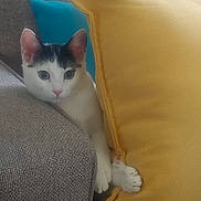 Kiki joined the competition — help win amazing prizes! abyssinian, animal, architecture, blanket, building, cat, chair, couch, cushion, furniture, homedecor, indoors, kitten, livingroom, manx, person, pet, pillow, room, sleeping