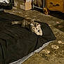 animal, black_blanket, cardboard_boxes, cat, cluttered_room, concrete_floor, curious, floor, furniture, furry, indoor, kitten, lying_down, paws, pet, resting, small_cat, stuffed_dinosaur, wooden_dresser, young_cat