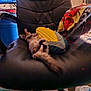 Pepita joined the competition — help win amazing prizes! animal, black, blanket, cat, chair, cozy, cushion, domestic, fluffy, fur, furniture, home, indoor, office_chair, pet, pillow, relaxing, resting, sleeping, television