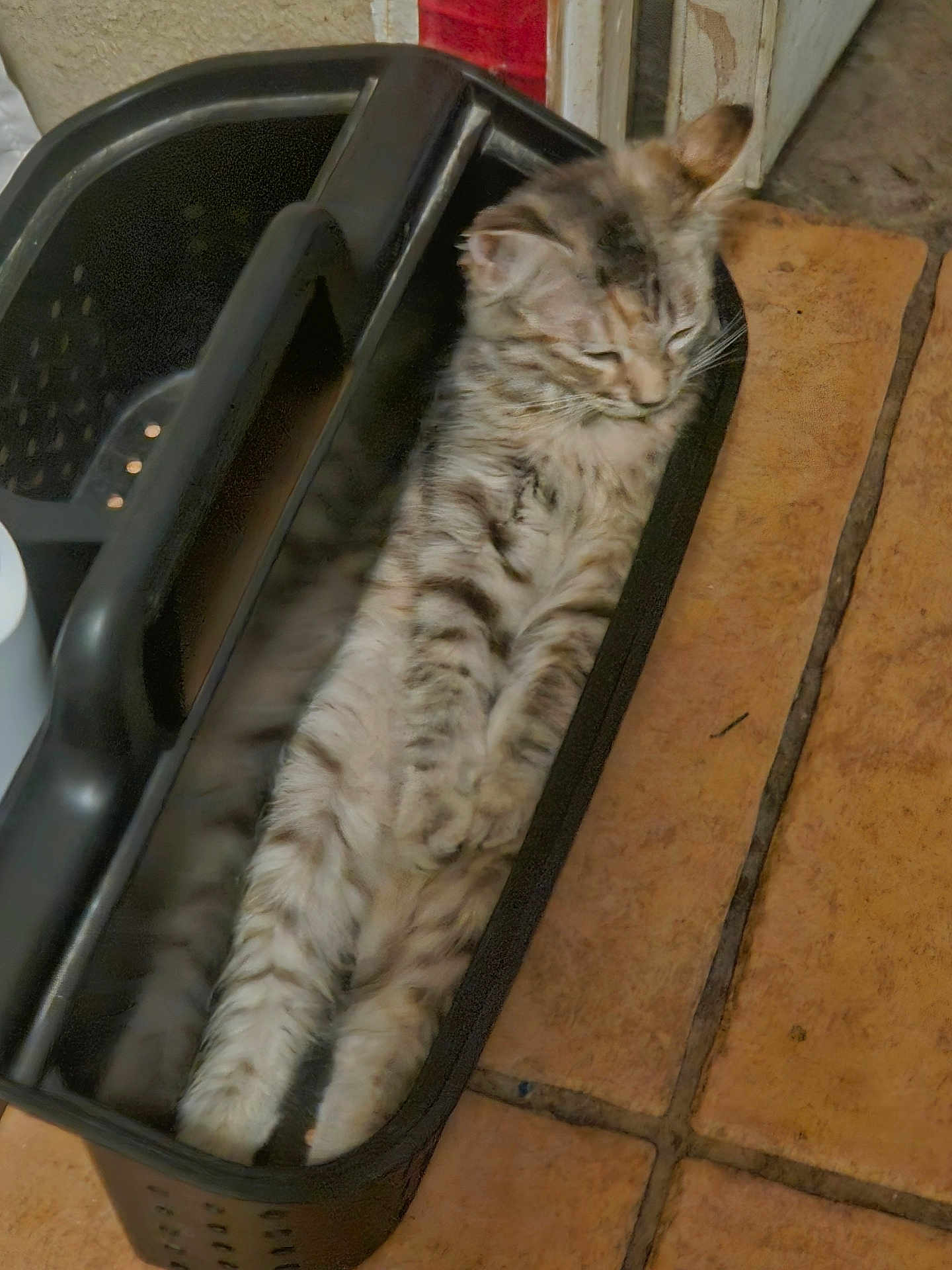 Pepita