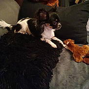 Ruby a rejoint le concours — aidez-le/la à gagner de superbes lots ! dog, small_dog, black_and_white, cushion, plush_toy, couch, indoor, brown_bag, person, sitting, furniture, pet, animal, cozy, relaxed, toy, fur, living_room, home, companion