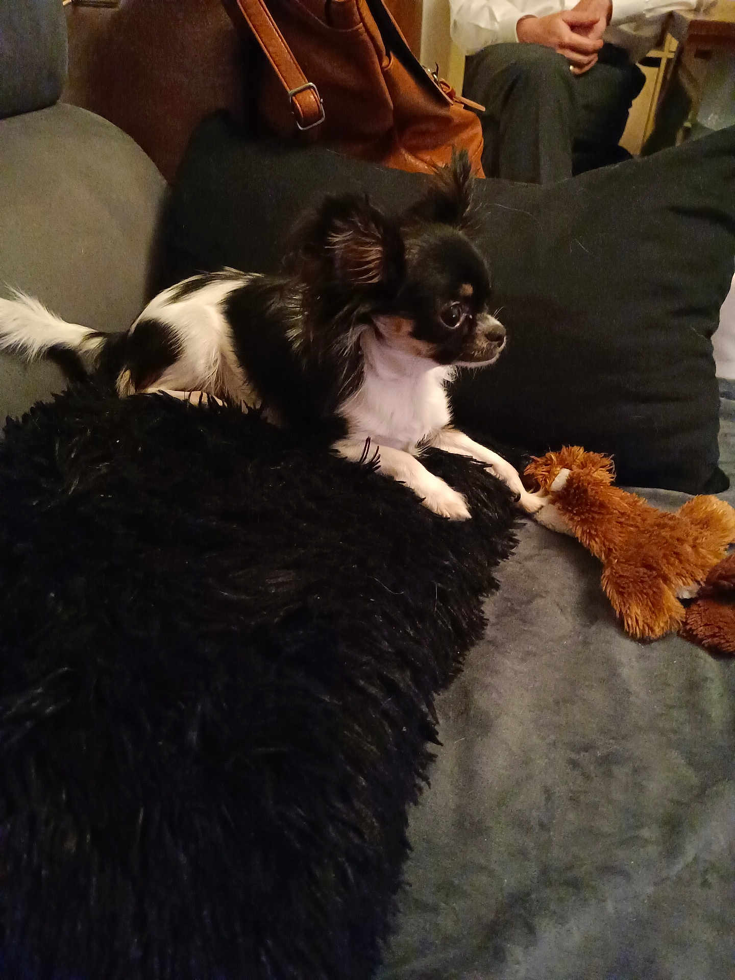 Ruby a rejoint le concours — aidez-le/la à gagner de superbes lots ! dog, small_dog, black_and_white, cushion, plush_toy, couch, indoor, brown_bag, person, sitting, furniture, pet, animal, cozy, relaxed, toy, fur, living_room, home, companion