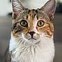 animal, calico, cat, close_up, curious, cute, domestic_animal, ears, eyes, face, feline, fur, indoor, looking, mammal, nose, pet, portrait, soft_focus, whiskers