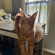 Rahjah is registered to the contest to win money with this photo: cat, orange_tabby, feline, pet, indoor, table, stretching, paws, window, curtains, light, fur, tail, domestic_animal, home, floor, cabinet, decor, relaxed, animal