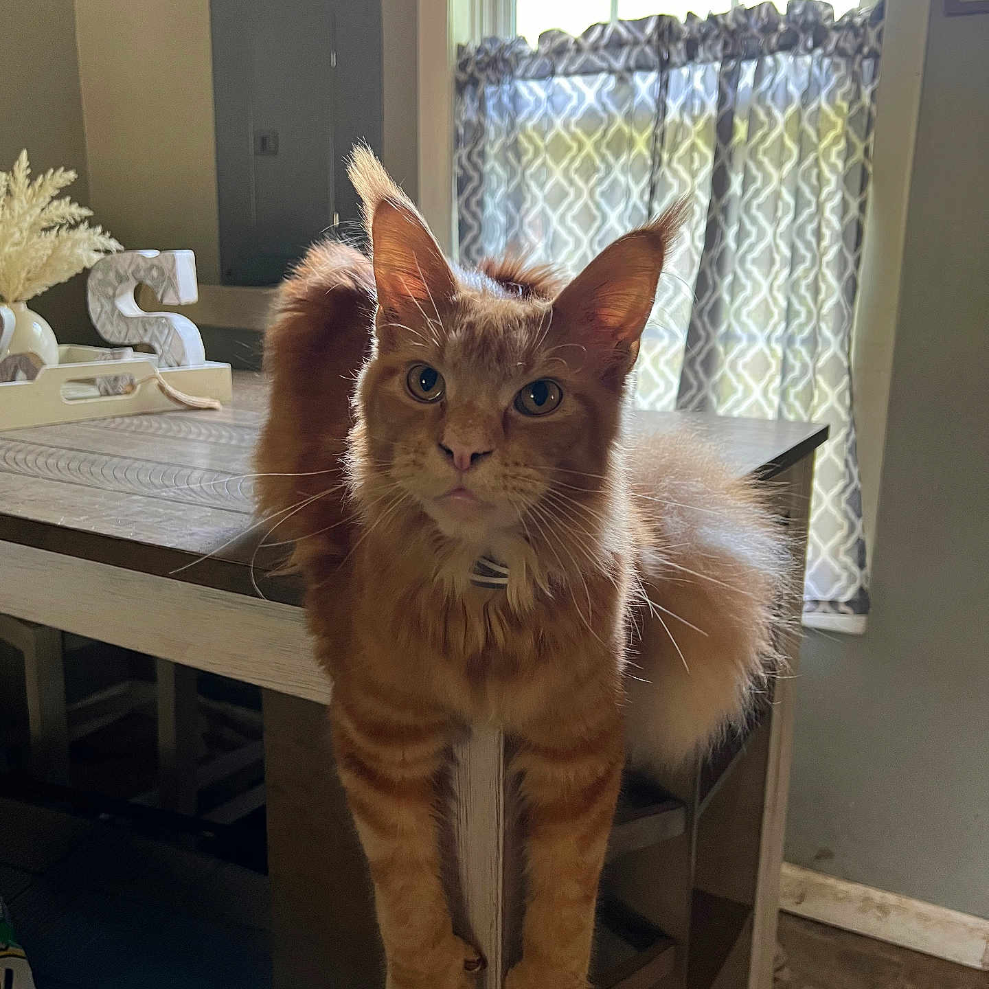 Rahjah is registered to the contest to win money with this photo: animal, cabinet, cat, curtains, decor, domestic_animal, feline, floor, fur, home, indoor, light, orange_tabby, paws, pet, relaxed, stretching, table, tail, window