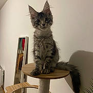 Arnold a rejoint le concours — aidez-le/la à gagner de superbes lots ! cat, kitten, tabby, fur, whiskers, ears, curious, pet, indoor, cat_tree, wood, platform, tail, shadow, mirror, home, furniture, playful, animal, cute