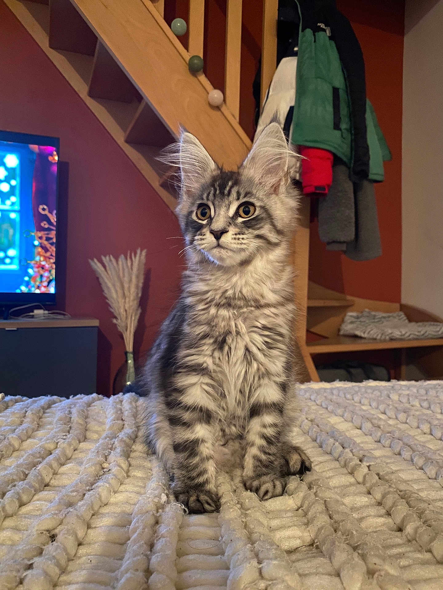 Arnold participe au concours pour gagner de l'argent avec cette photo : kitten, cat, gray_tabby, fluffy_fur, curious_eyes, indoor, blanket, bedroom, stairs, wooden_stairs, coat, jacket, furniture, home_interior, pet, cute, young_cat, sitting, feline, domestic_animal
