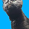 animal, black_cat, blue_background, cat, closeup, curious, cute, domestic_cat, feline, fur, head, indoor, isolated, looking_up, mammal, neck, pet, portrait, single_animal, whiskers