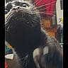 Will Feral is registered to the contest to win money with this photo: animal, black_cat, blurred_motion, cat, close_up, cozy, curious, cute, domestic, feline, fur, household, indoor, looking_up, paw, pet, playful, portrait, whiskers, wide_eyes
