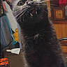Will Feral is registered to the contest to win money with this photo: animal, background, black_cat, cat, claw, close_up, cute, domestic_cat, expression, eyes, fangs, fur, furniture, household_items, indoor, looking_up, mammal, pet, whiskers, wooden_table