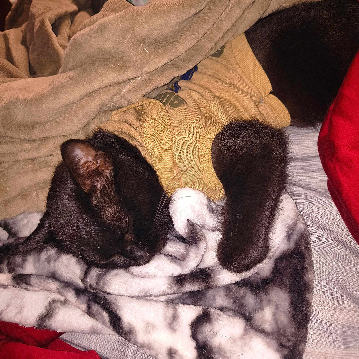 Will Feral joined the competition — help win amazing prizes! animal, bed, black_cat, blanket, cat, comfort, cozy, cute, domestic_animal, fabric, fur, indoor, nap, pet, relaxation, resting, sleeping, soft_texture, sweater, warm