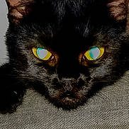 Will Feral is registered to the contest to win money with this photo: animal, animal_face, black_cat, cat, close_up, cute, ears, eyes, fabric, face, feline, fur, indoors, mystical, pet, portrait, resting, texture, whiskers, yellow_eyes