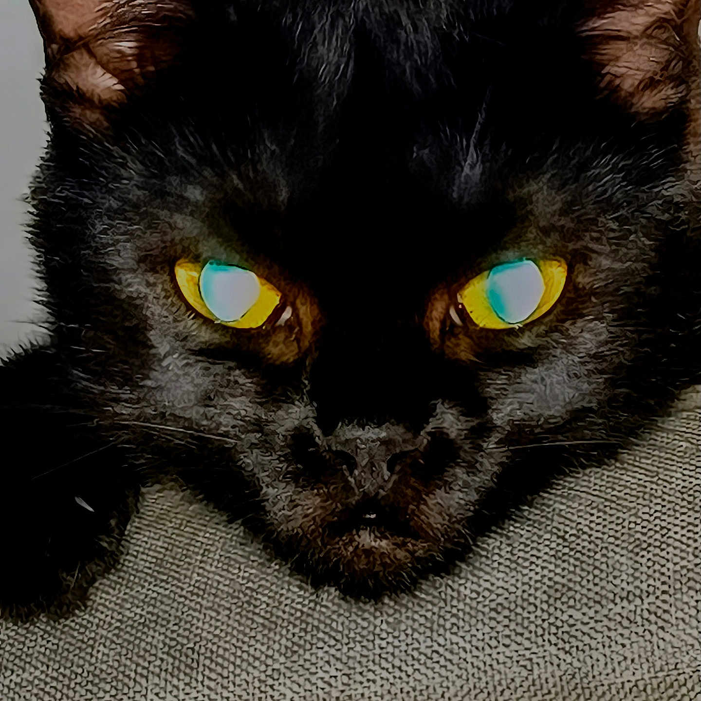 Will Feral is registered to the contest to win money with this photo: animal, animal_face, black_cat, cat, close_up, cute, ears, eyes, fabric, face, feline, fur, indoors, mystical, pet, portrait, resting, texture, whiskers, yellow_eyes