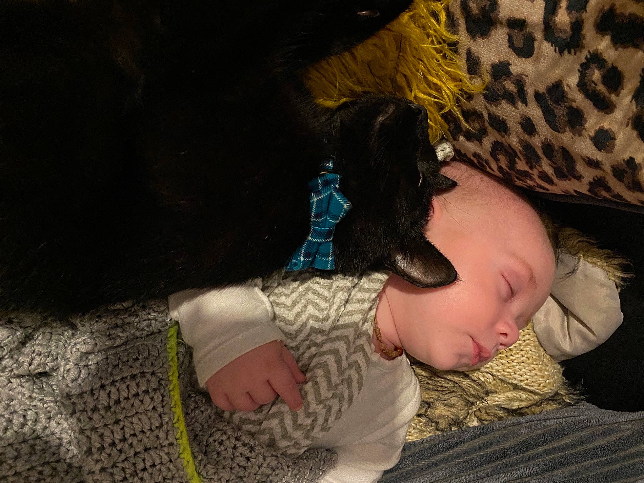 Bowie joined the competition — help win amazing prizes! baby, baby_toddler_clothing, child, comfort, cool, flooring, fun, fur, grass, headgear, mouth, nap, pattern, person, room, sitting, skin, textile, toddler, tree