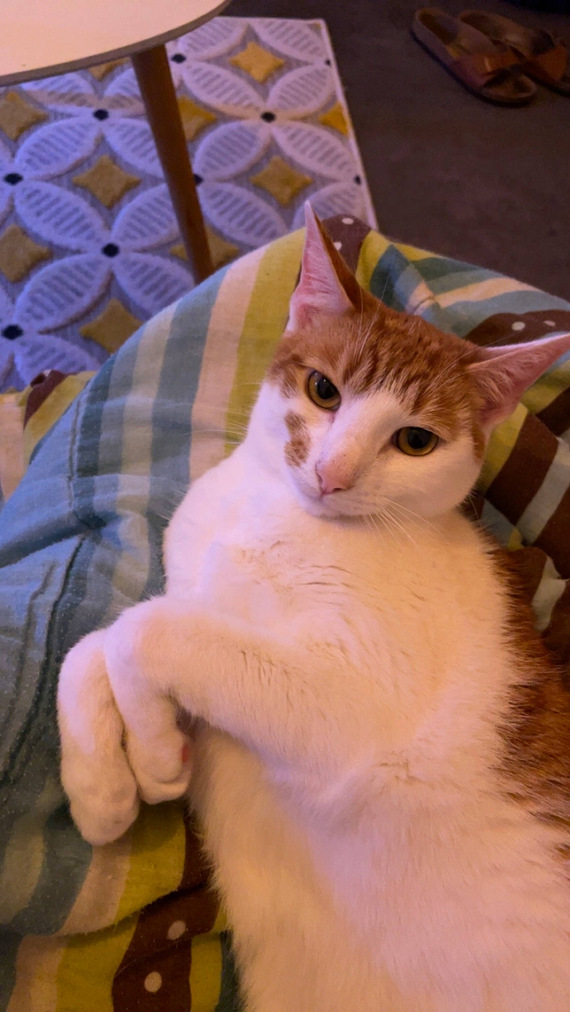 Toulouse participe au concours pour gagner de l'argent avec cette photo : carnivore, cat, comfort, domestic_short_haired_cat, fawn, felidae, fur, gesture, hand, linens, nail, pattern, paw, plaid, small_to_medium_sized_cats, tail, tartan, tire, wheel, whiskers