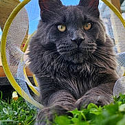 Yarkraï participe au concours pour gagner de l'argent avec cette photo : animal, blue_sky, cat, closeup, ears, feline, fluffy, grass, gray_cat, nature, netting, outdoor, pet, playful, portrait, relaxed, sky, whiskers, wooden_structure, yellow_eyes