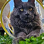 animal, blue_sky, cat, closeup, ears, feline, fluffy, grass, gray_cat, nature, netting, outdoor, pet, playful, portrait, relaxed, sky, whiskers, wooden_structure, yellow_eyes