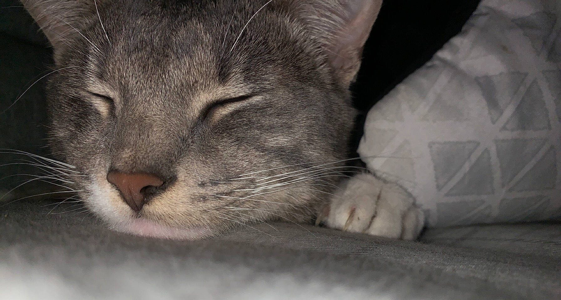 Edward is registered to the contest to win money with this photo: carnivore, cat, claw, comfort, domestic_short_haired_cat, felidae, fur, grey, hair, monochrome, monochrome_photography, nap, paw, sleep, small_to_medium_sized_cats, snout, terrestrial_animal, whiskers