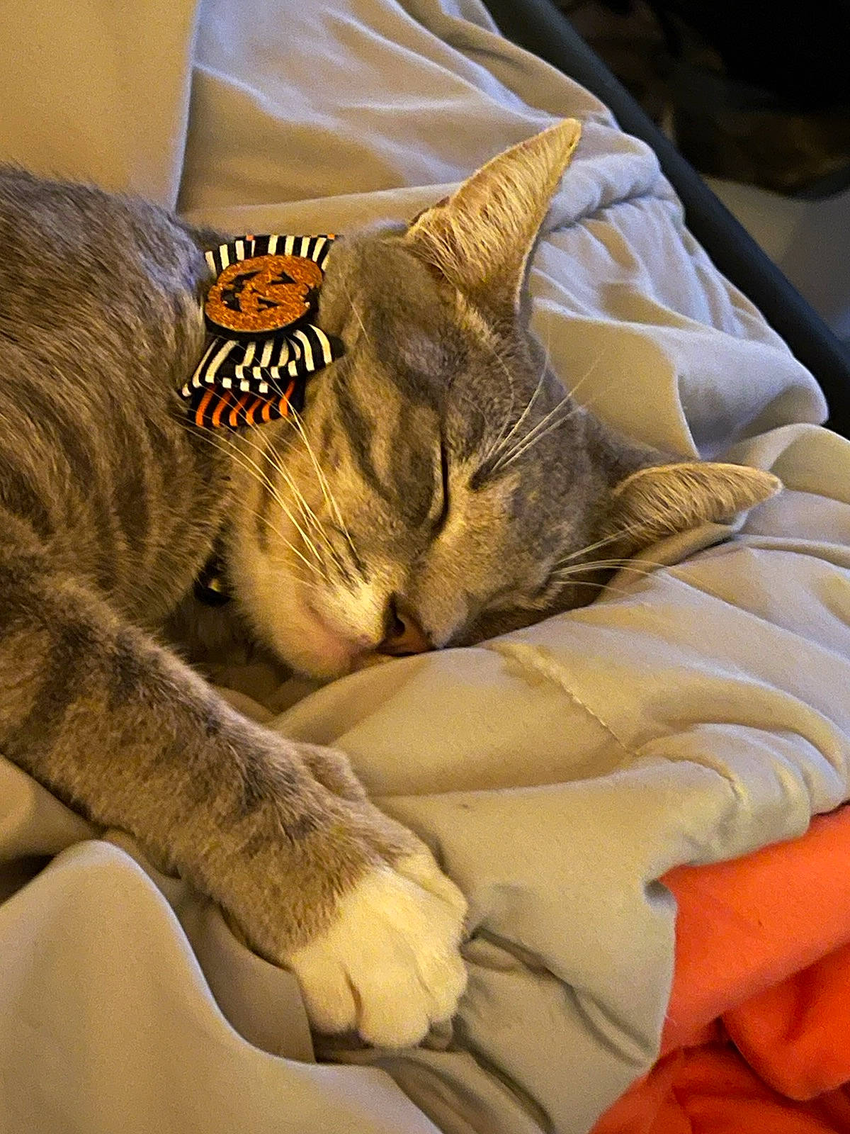Edward is registered to the contest to win money with this photo: bed, bedding, bengal_tiger, carnivore, cat, comfort, domestic_short_haired_cat, duvet, fawn, felidae, fur, grey, linens, nap, orange, sleeve, small_to_medium_sized_cats, tail, textile, whiskers