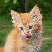 Miso joined the competition — help win amazing prizes! kitten, cat, orange_fur, fluffy, tongue_out, close_up, outdoor, green_background, young_animal, cute, pet, whiskers, ears, fur, nature, animal_portrait, mammal, small_animal, playful, curious