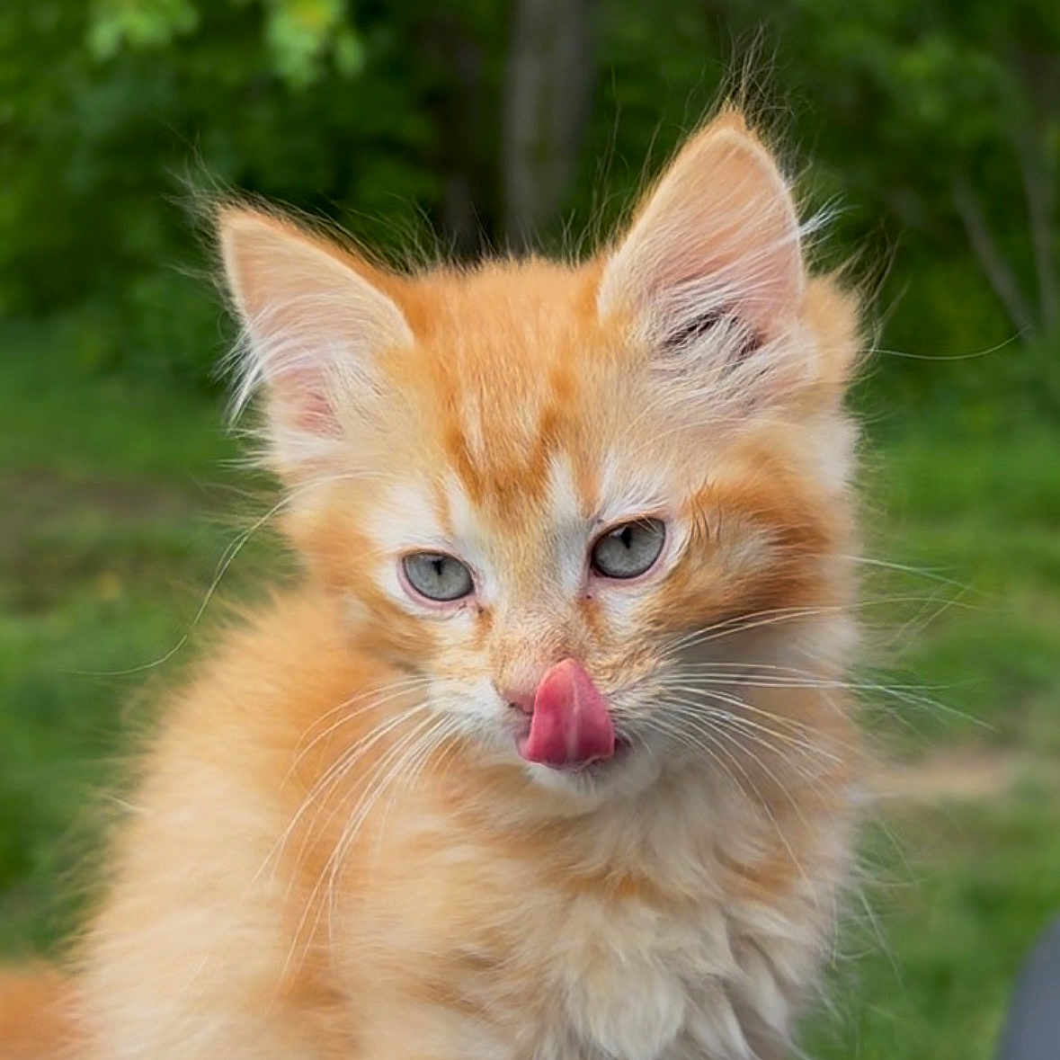 Miso