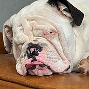 Noree is registered to the contest to win money with this photo: bulldog, dog, sleeping, closeup, wrinkles, tongue, pet, animal, leather, brown, relaxed, cute, face, fur, paw, indoors, resting, snout, canine, napping