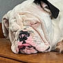 bulldog, dog, sleeping, closeup, wrinkles, tongue, pet, animal, leather, brown, relaxed, cute, face, fur, paw, indoors, resting, snout, canine, napping