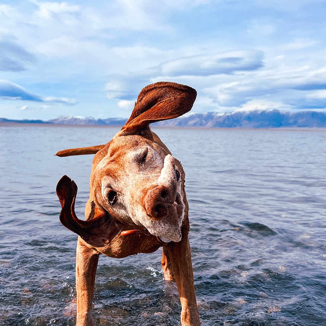 Hank joined the competition — help win amazing prizes! animal, beach, bulldog, canine, coast, dog, horizon, hound, lake, nature, outdoors, pet, pitbull, pointer, puppy, scenery, sea, shoreline, sky, water