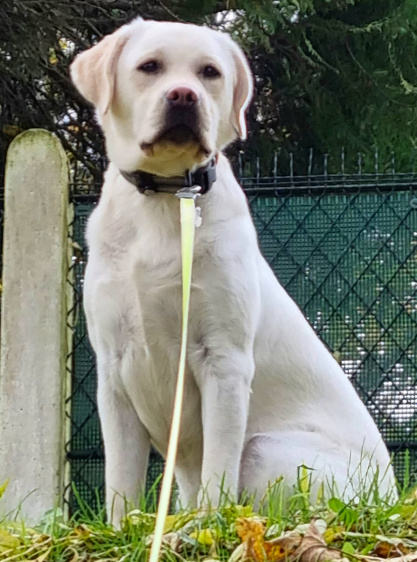 Ugo a rejoint le concours — aidez-le/la à gagner de superbes lots ! animal, boxer, bulldog, canine, dog, fence, hound, labradorretriever, leash, person, pet, pointer, puppy, walkingdog, whitedog