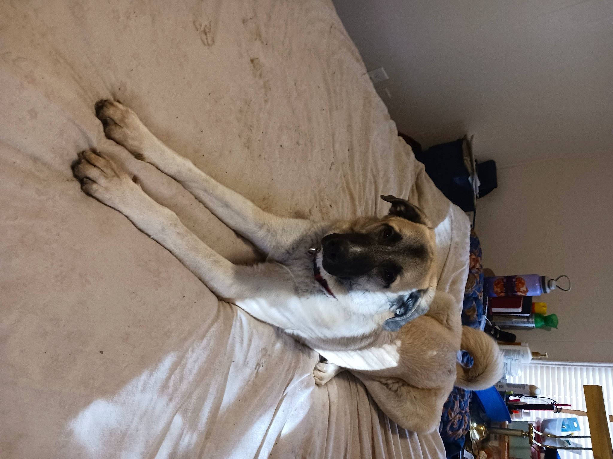 Inoki joined the competition — help win amazing prizes! canidae, carnivore, chair, comfort, companion_dog, dog, dog_breed, elbow, fawn, fur, hardwood, linens, non_sporting_group, pet_supply, sporting_group, tail, wood, working_animal