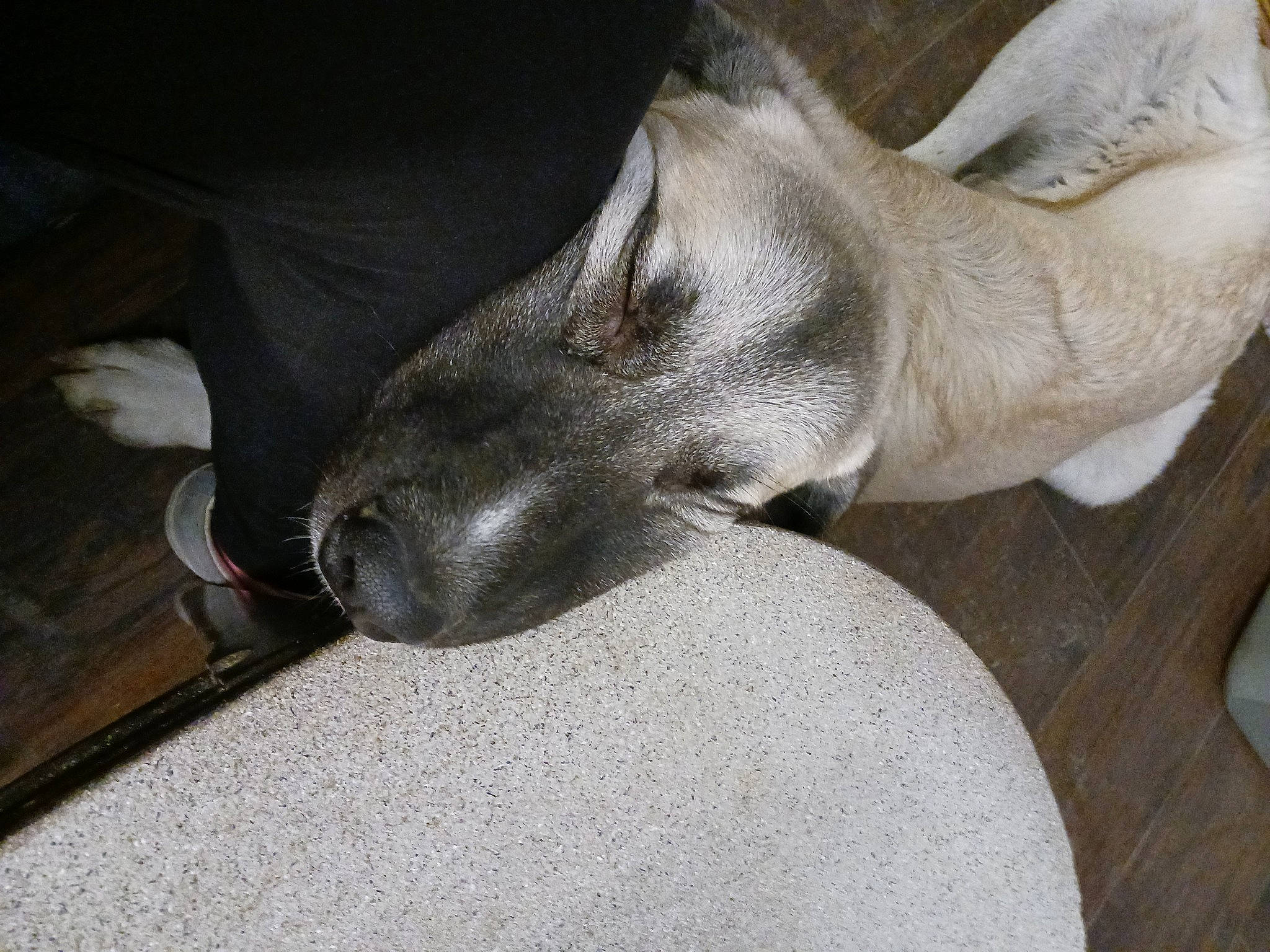 Inoki is registered to the contest to win money with this photo: canidae, carnivore, comfort, dog, dog_breed, fawn, felidae, flooring, foot, fur, grey, human_leg, jaw, small_to_medium_sized_cats, snout, sporting_group, terrestrial_animal, whiskers, wood, working_animal