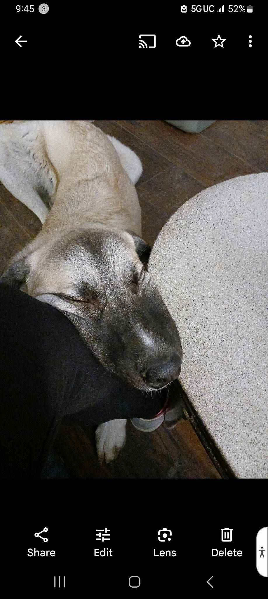 Inoki is registered to the contest to win money with this photo: canidae, carnivore, comfort, companion_dog, dog, dog_breed, fawn, felidae, flooring, foot, grey, marine_mammal, paw, rectangle, sporting_group, tail, terrestrial_animal, whiskers, wood, working_animal