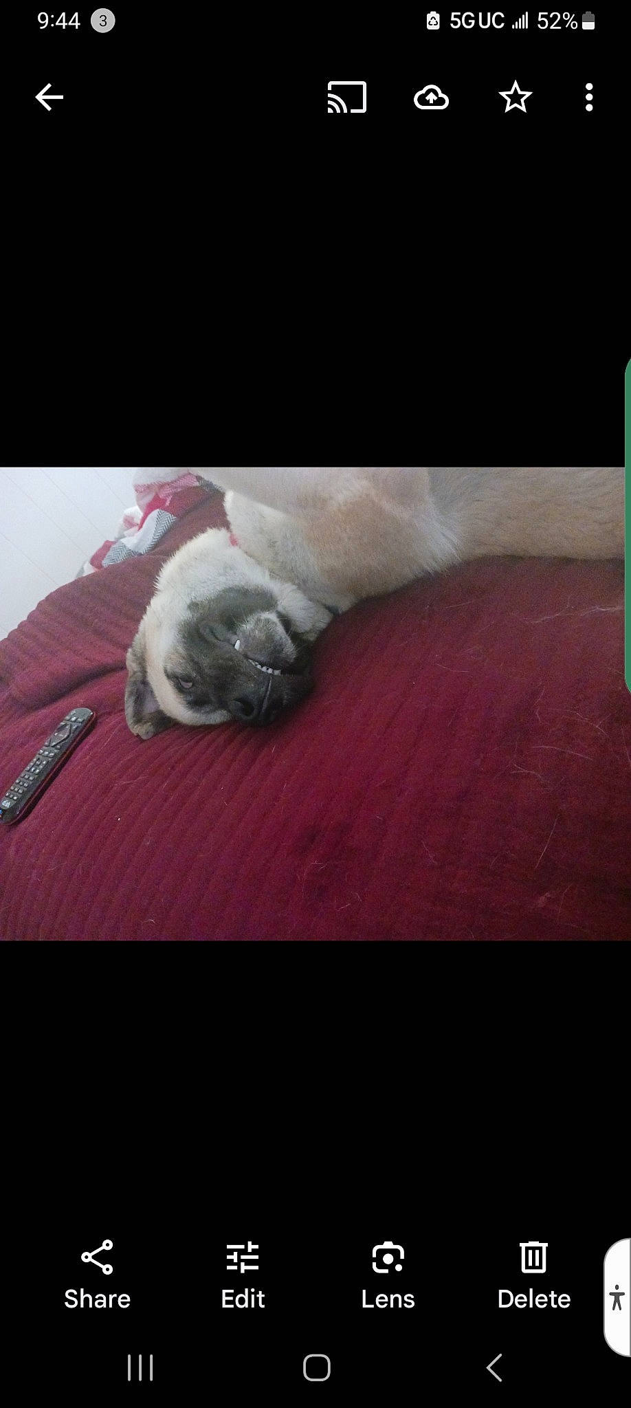 Inoki is registered to the contest to win money with this photo: carnivore, cat, comfort, companion_dog, dog_breed, fawn, felidae, floor, flooring, font, fur, grey, hardwood, paw, shih_tzu, small_to_medium_sized_cats, snout, tail, whiskers, wood